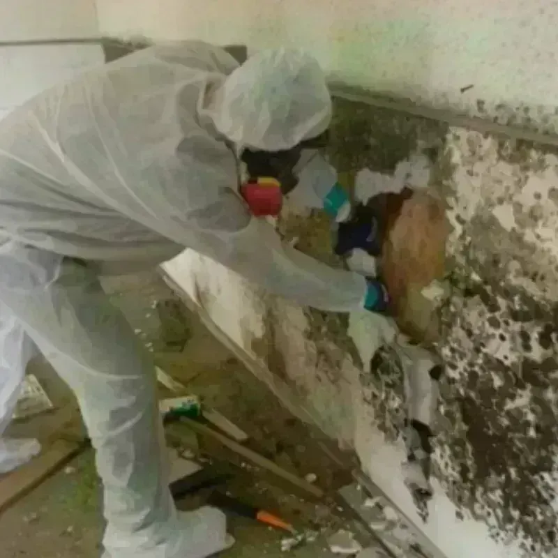 Mold Remediation and Removal in Decatur, AR